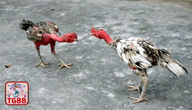 Đá Gà WS168 - Đá Gà WS168 là gì? Tổng quan sảnh đấu tại TG88